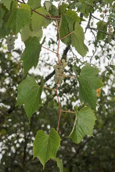 Vitis riparia Michx.