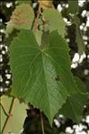 Vitis riparia Michx.