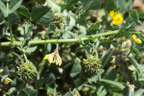 Medicago truncatula Gaertn.