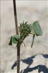 Medicago truncatula Gaertn.