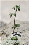 Medicago truncatula Gaertn.