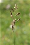 Patzkea paniculata (L.) G.H.Loos subsp. paniculata
