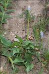 Phyteuma spicatum subsp. alpestre (Godr.) Kerguélen