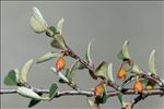 Cotoneaster pyrenaicus Gand.