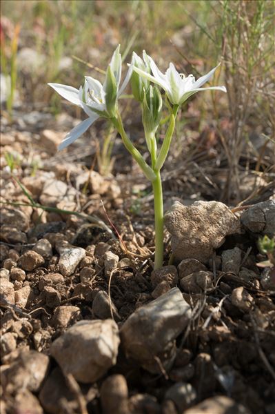 Ornithogalum orthophyllum Ten.