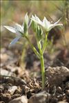 Ornithogalum orthophyllum Ten.