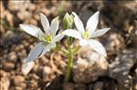 Ornithogalum orthophyllum Ten.