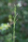 Brachypodium rupestre (Host) Roem. & Schult. subsp. rupestre
