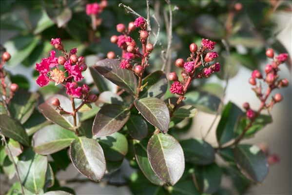 Lagerstroemia indica L.