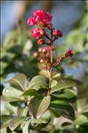 Lagerstroemia indica L.