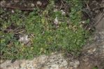 Mentha requienii Benth.