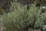 Mercurialis tomentosa L.