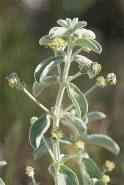 Mercurialis tomentosa L.