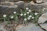 Minuartia cerastiifolia (Ramond ex DC.) Graebn.