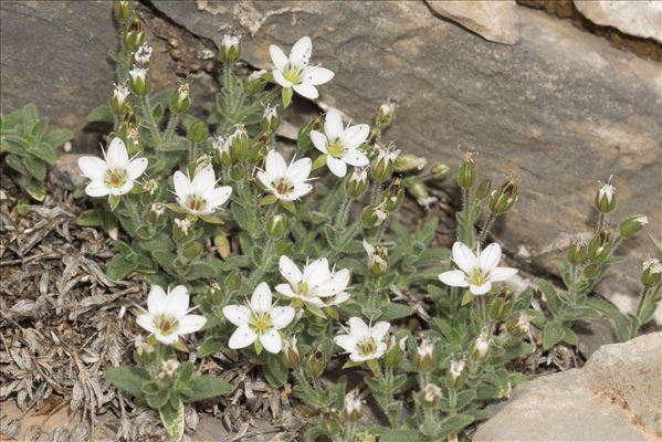 Minuartia cerastiifolia (Ramond ex DC.) Graebn.