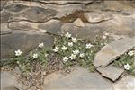 Minuartia cerastiifolia (Ramond ex DC.) Graebn.