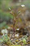 Minuartia hybrida subsp. tenuifolia (L.) Kerguélen