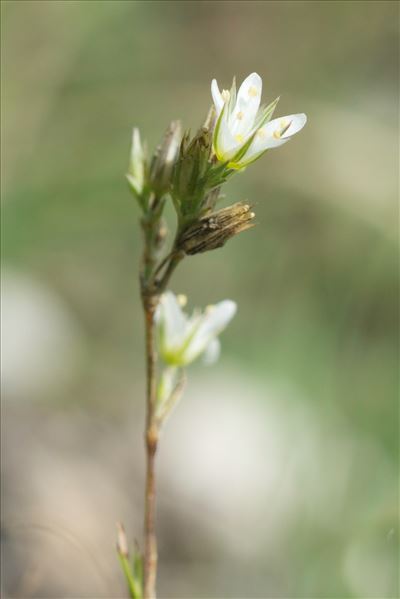 Minuartia rostrata (Pers.) Rchb.