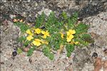 Morisia monanthos (Viv.) Asch.
