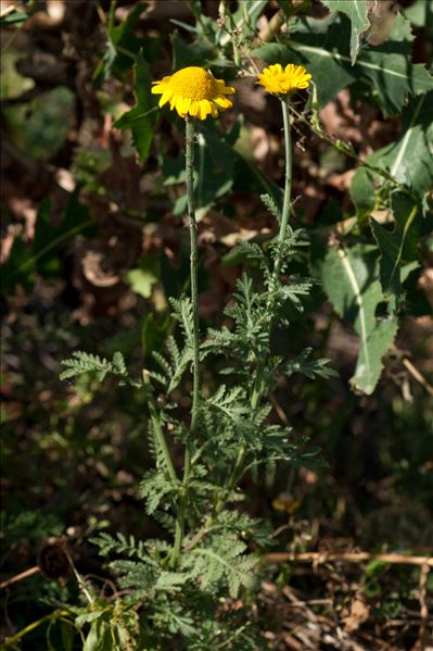 Cota tinctoria subsp. australis (R.Fern.) Oberpr. & Greuter