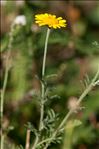 Cota tinctoria subsp. australis (R.Fern.) Oberpr. & Greuter