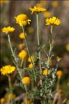 Cota tinctoria (L.) J.Gay ex Guss. subsp. tinctoria