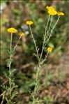 Cota tinctoria (L.) J.Gay ex Guss. subsp. tinctoria