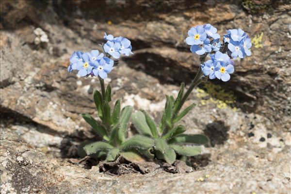 Myosotis alpestris F.W.Schmidt