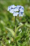 Myosotis alpestris F.W.Schmidt