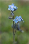 Myosotis alpestris F.W.Schmidt