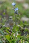 Myosotis alpestris F.W.Schmidt