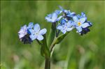 Myosotis alpestris F.W.Schmidt