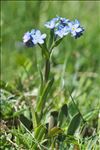 Myosotis alpestris F.W.Schmidt