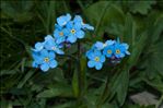 Myosotis alpestris F.W.Schmidt