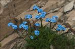 Myosotis alpestris F.W.Schmidt