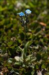 Myosotis alpestris F.W.Schmidt