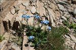 Myosotis alpestris F.W.Schmidt