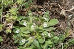 Myosotis pusilla Loisel.