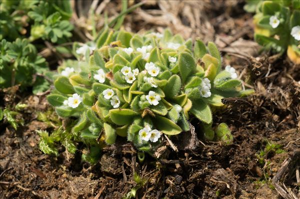 Myosotis pusilla Loisel.