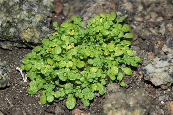 Nananthea perpusilla (Loisel.) DC.