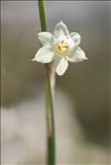 Narcissus dubius Gouan