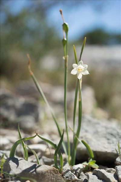 Narcissus dubius Gouan