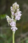 Neotinea lactea (Poir.) R.M.Bateman, Pridgeon & M.W.Chase