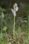 Neotinea lactea (Poir.) R.M.Bateman, Pridgeon & M.W.Chase