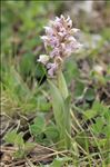 Neotinea lactea (Poir.) R.M.Bateman, Pridgeon & M.W.Chase