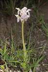 Neotinea lactea (Poir.) R.M.Bateman, Pridgeon & M.W.Chase