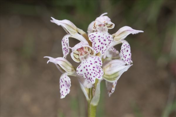 Neotinea lactea (Poir.) R.M.Bateman, Pridgeon & M.W.Chase