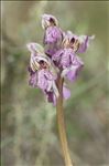 Neotinea lactea (Poir.) R.M.Bateman, Pridgeon & M.W.Chase