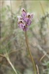 Neotinea lactea (Poir.) R.M.Bateman, Pridgeon & M.W.Chase