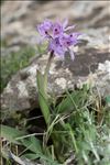 Neotinea lactea (Poir.) R.M.Bateman, Pridgeon & M.W.Chase